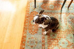 French Bulldog pet photo