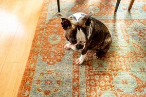 French Bulldog pet photo