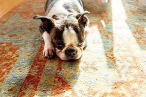 French Bulldog pet photo