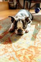 French Bulldog pet photo