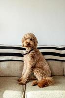 Goldendoodle dog pet photo