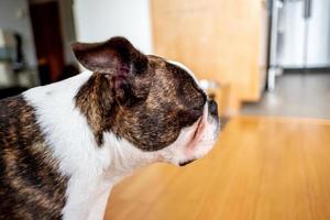 French Bulldog pet photo