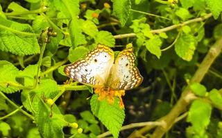 Tropical butterfly on flower plant in forest and nature Mexico. photo