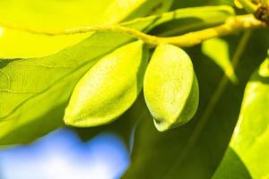 frutos secos en el árbol tropical terminalia catappa mar almendra caribe méxico. foto