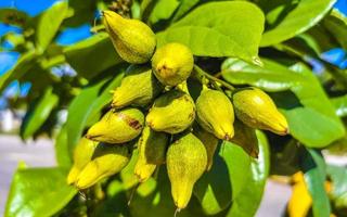 Kou Cordia subcordata flowering tree with orange flowers in Mexico. photo