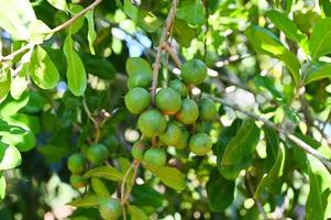 nueces de macadamia en la planta del árbol de macadamia, nueces de macadamia crudas naturales frescas en el jardín, plantación de frutos de nuez de macadamia esperando las semillas de la cosecha foto