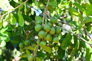 macadamia nuts on macadamia tree plant, fresh natural raw macadamia nuts in garden, planting macadamia nut fruit waiting for the harvest seeds photo