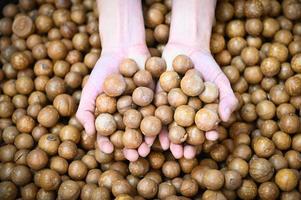 Nueces de macadamia en la mano, nueces de macadamia frescas naturales sin cáscara crudas en un marco completo, pila de cerca de nuez de macadamia tostada foto