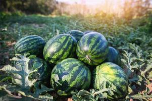 watermelon fruit in watermelon field - fresh watermelon on ground agriculture garden watermelon farm with leaf tree plant, harvesting watermelons in the field photo