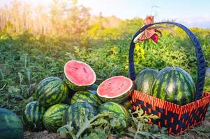 watermelon slice in watermelon field - fresh watermelon fruit on ground agriculture garden watermelon farm with leaf tree plant, harvesting watermelons in the field photo