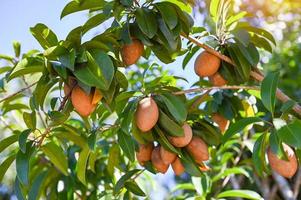 sapodilla fruit on the sapodilla tree plant on summer, sapodilla plum in the garden fruit in thailand photo