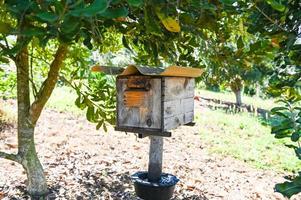 bee house beehive in the garden, wooden honeycomb in the tropical orchard under the tree photo