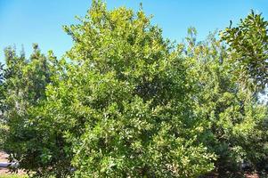 nueces de macadamia en la planta del árbol de macadamia, nueces de macadamia crudas naturales frescas en el jardín, plantación de frutos de nuez de macadamia en tierras de cultivo de montaña foto