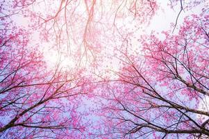 Bottom view background, Wild Himalayan Cherry Blossom, beautiful pink sakura flower at winter landscape tree view from bottom up with blue sky photo