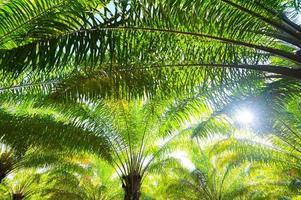 palmera en el jardín de palmeras con hermosas hojas de palmera naturaleza y sol de la mañana sol, plantación de aceite de palma que crece para la agricultura, asia foto