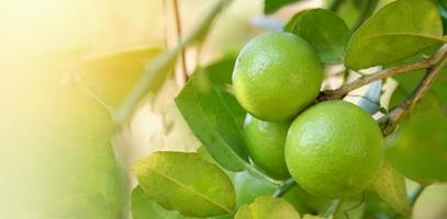 Lemon, lime - Green limes on a tree, Fresh lime citrus fruit in the garden farm agricultural with nature green blur background at summer photo