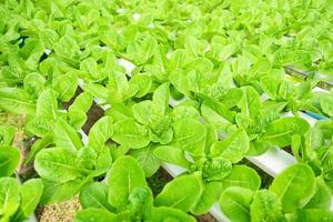 verduras hidropónicas de granjas hidropónicas lechuga cos verde fresca que crece en el jardín, plantas hidropónicas en agua sin suelo agricultura orgánica salud alimentos naturaleza, hoja de clorofila cultivo bio foto