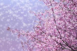 Wild Himalayan Cherry Blossom, beautiful pink sakura flower at winter with snow landscape photo