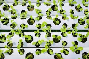 hydroponic planting in the hydroponic vegetables system on hydroponic farms green cos lettuce growing in the garden, gardener hydroponic plants on water without soil agriculture organic grow plants photo