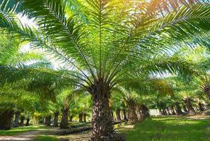 Palm tree in the palm garden with beautiful palm leaves nature and sunlight morning sun, palm oil plantation growing up farming for agriculture, Asia