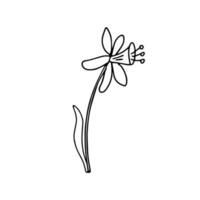 A daffodil in doodle style. Isolated outline. Single picture for logo design, greeting cards and coloring books. Hand drawn vector illustration in black ink on white background.