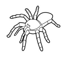 Black and white vector illustration of tarantula