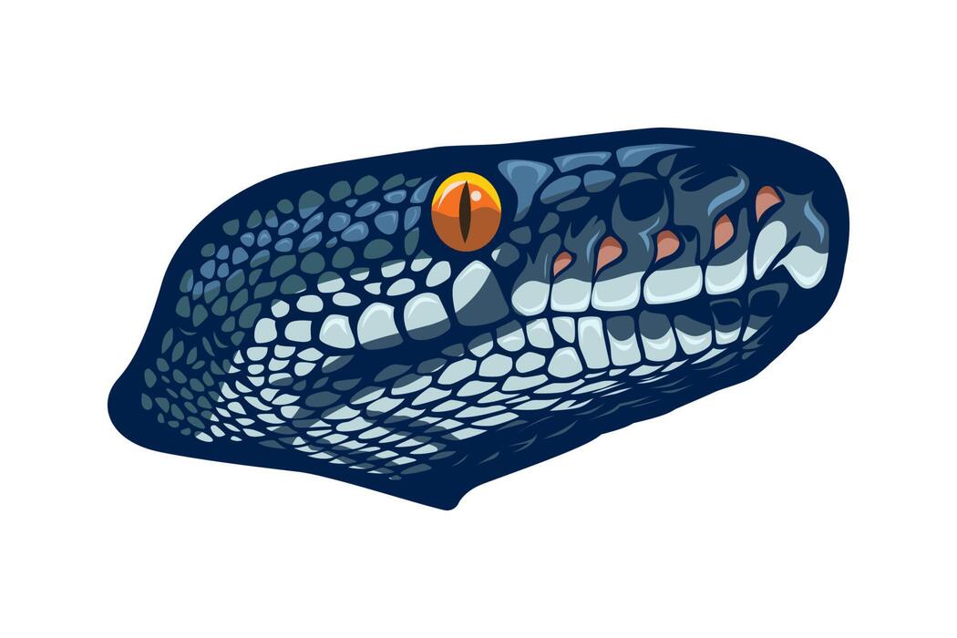 Ball Python Vector Art, Icons, and Graphics for Free Download