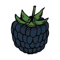 Vector blackberry clipart. Hand drawn berry icon. Fruit illustration. For print, web, design, decor, logo.