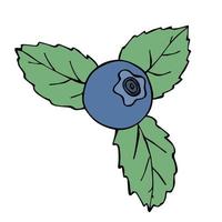 Vector blueberry clipart. Hand drawn berry icon. Fruit illustration. For print, web, design, decor, logo.