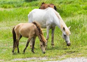 Horse in field photo