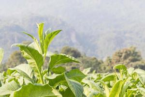 Nicotiana tabacum  herbaceous plant photo