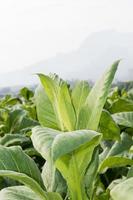 Close up Nicotiana tabacum photo