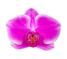 Pink orchid flowers  on white photo
