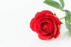 Single Red plastic fake roses on white photo