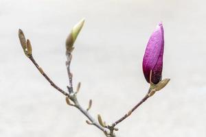 Unopened bud of pink magnolia flower on tree branch and green buds on gray background outdoors spring and blooming plants landscape gardening minimalist photo