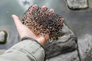 frog or toad eggs laying in human hand all against water of pond in mating season of amphibians ecology zoology concept natural phenomenon biological process photo