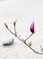 Unopened bud of pink magnolia flower on tree branch and green buds on gray stone background outdoors spring and blooming plants landscape gardening minimalist photo