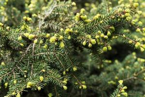 plant green background with branches of a coniferous tree with young spring bunches of needles close-up Spruce, larch or cedar copy space Botanical garden and landscape photo