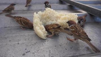 sparrow eating white rice on a tile video