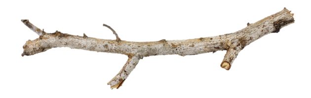 palo de rama de árbol png