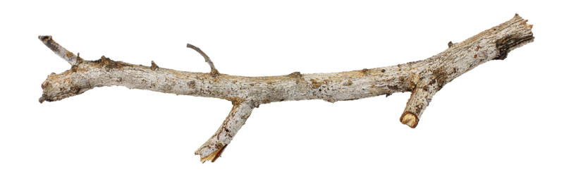 tree branch stick 18927714 PNG