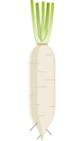 radish flat color png