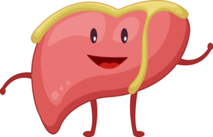 Liver of human . Cartoon characters . png