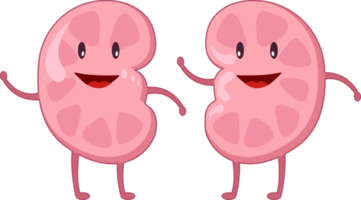 Kidney of human . Cartoon characters . png