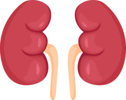 Kidney . Internal organs of human . png