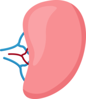 Spleen . Internal organs of human . png