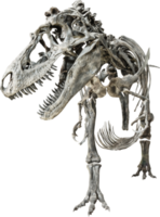 esqueleto de tiranossauro rex png