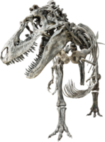 squelette de tyrannosaure rex png