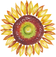Yellow sunflower. Watercolor illustration. Hand-painting png