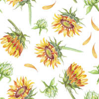 Sunflower. Seamless pattern. Watercolor illustration. Hand-painted png